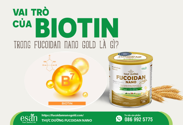 Vai trò của biotin trong fucoidan nano gold là gì?